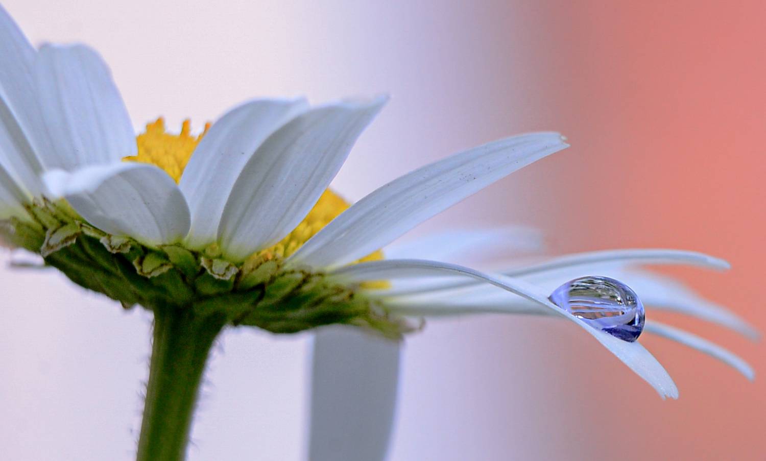 макро,ромашка,капля,природа,белый цвет, Natalia Bolotenkova