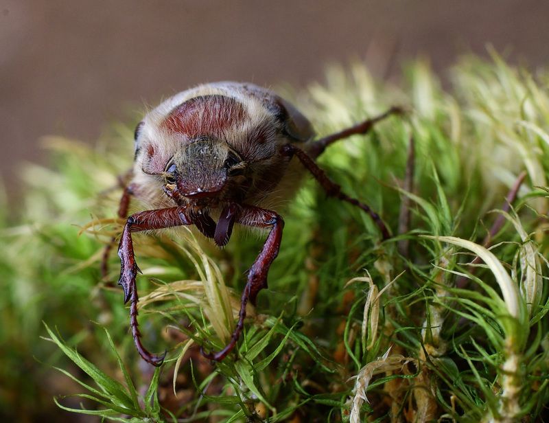 Во мху я по колено))photo preview