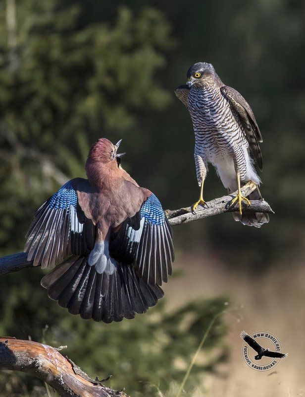 Серъезный разговорphoto preview