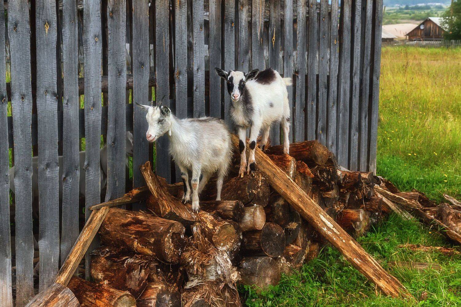 Малыши. Автор: Вера Ра , Вера Ра