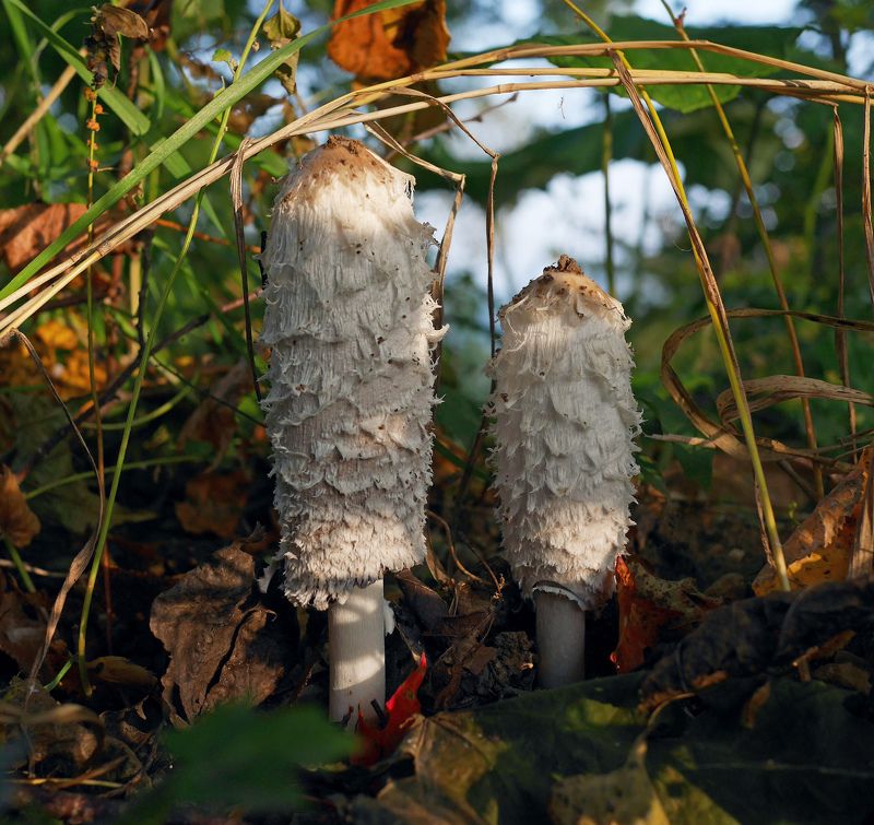 Гриб Навозник.photo preview