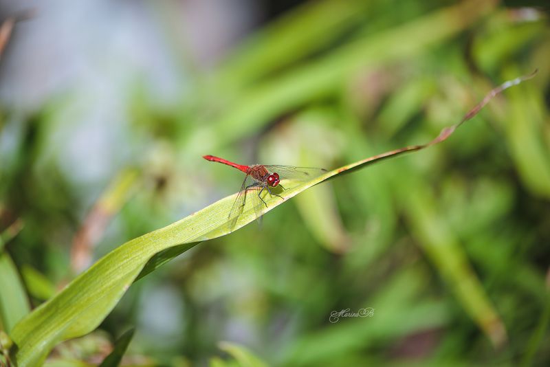 стрекоза, лето, солнце В один прекрасный солнечный день)photo preview