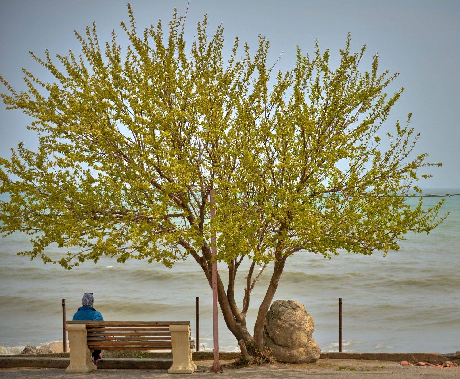 Каспий. Автор: Байдуков Александр дагестан, махачкала, каспийское море, дерево, берег, одиночество,, Байдуков Александр