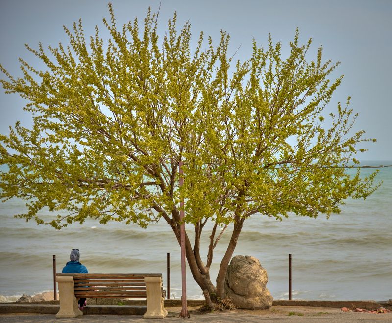 дагестан, махачкала, каспийское море, дерево, берег, одиночество, Каспийphoto preview