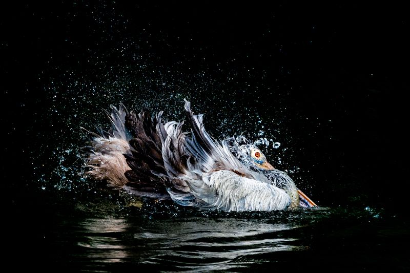 wildlife nature srilanka bird jazif Freezephoto preview