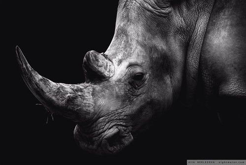Rhino