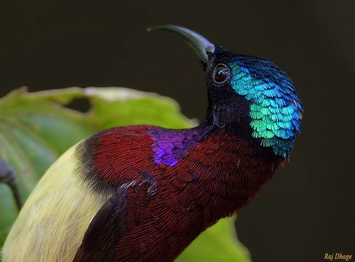 crimson backed sunbird