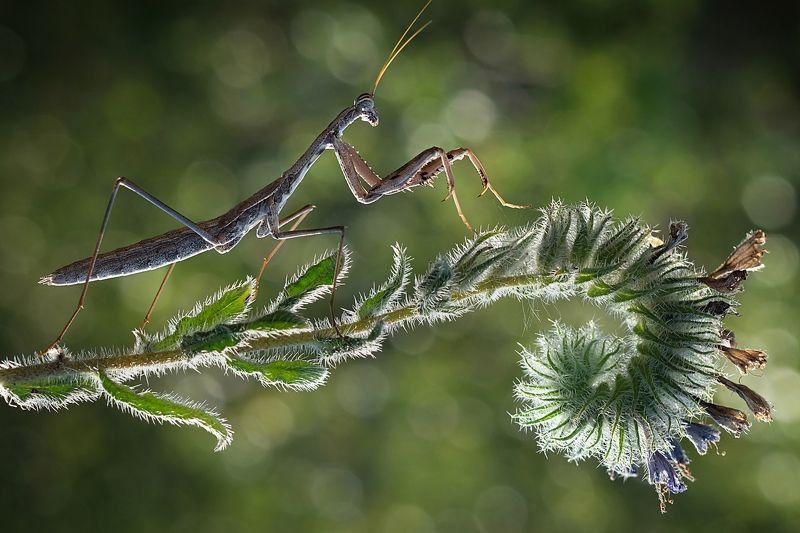 wild life-Naturephoto preview