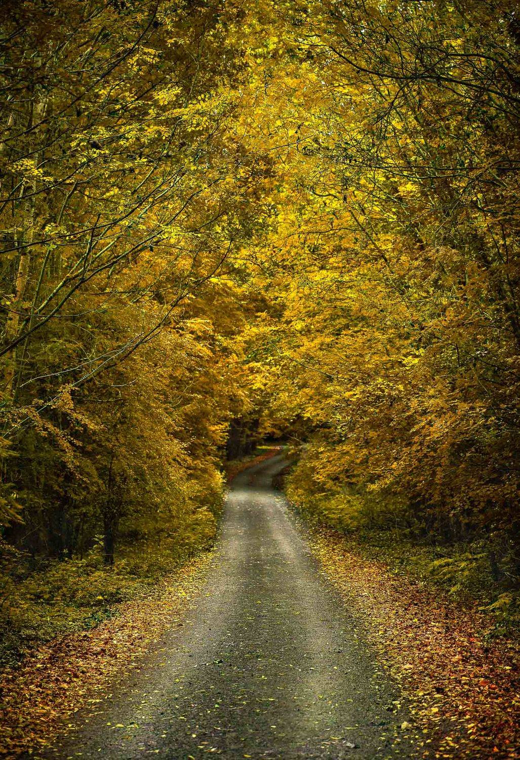 Автор: Petrov Ivaylo , Petrov Ivaylo