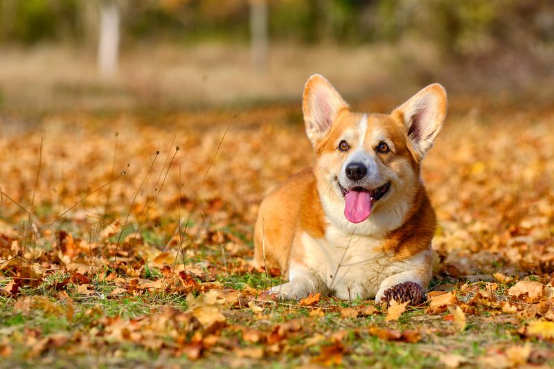 собака, корги, осень, шишки, лес, оранжевоенастроение Мы любим шишки!photo preview