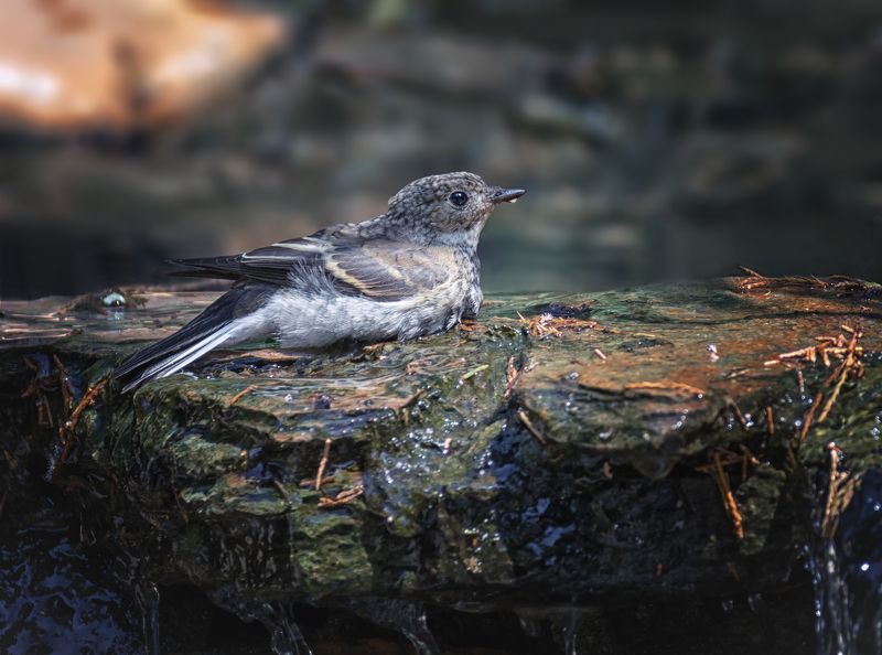 птица. мухоловка, лес, ручей, мухоловкаphoto preview