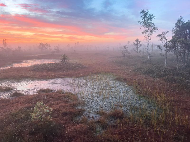 Утро на болоте. Сентябрьphoto preview