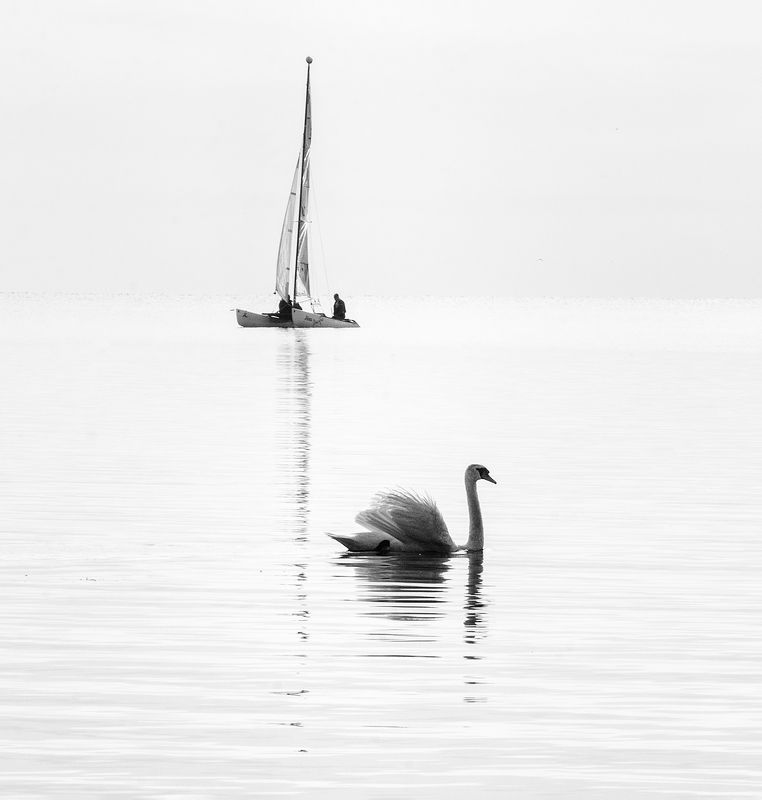 чб,пейзаж,балтика,лето,лебедь,парусник,фотография,фуджи идиллияphoto preview