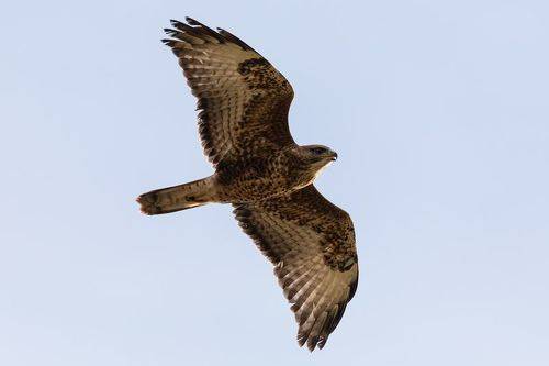 Канюк/Buzzard