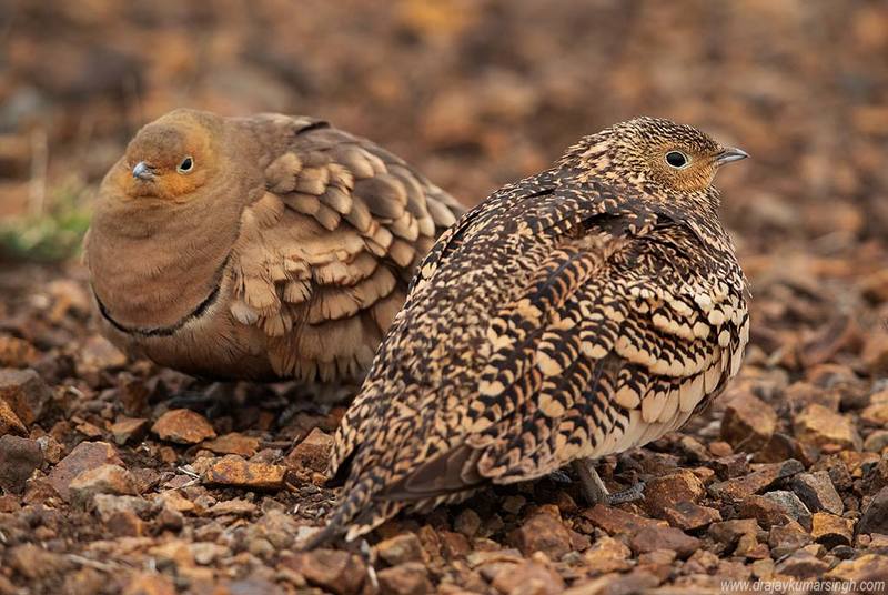 Chestnut bellied Sandgrouse Chestnut-bellied Sandgrousephoto preview