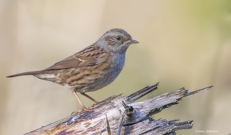 bird of prey, animal, birds, bird, animal wildlife, nature, animals in the wild, птицы, птица, лесная завирушка, dunnock Лесная завирушкаphoto preview
