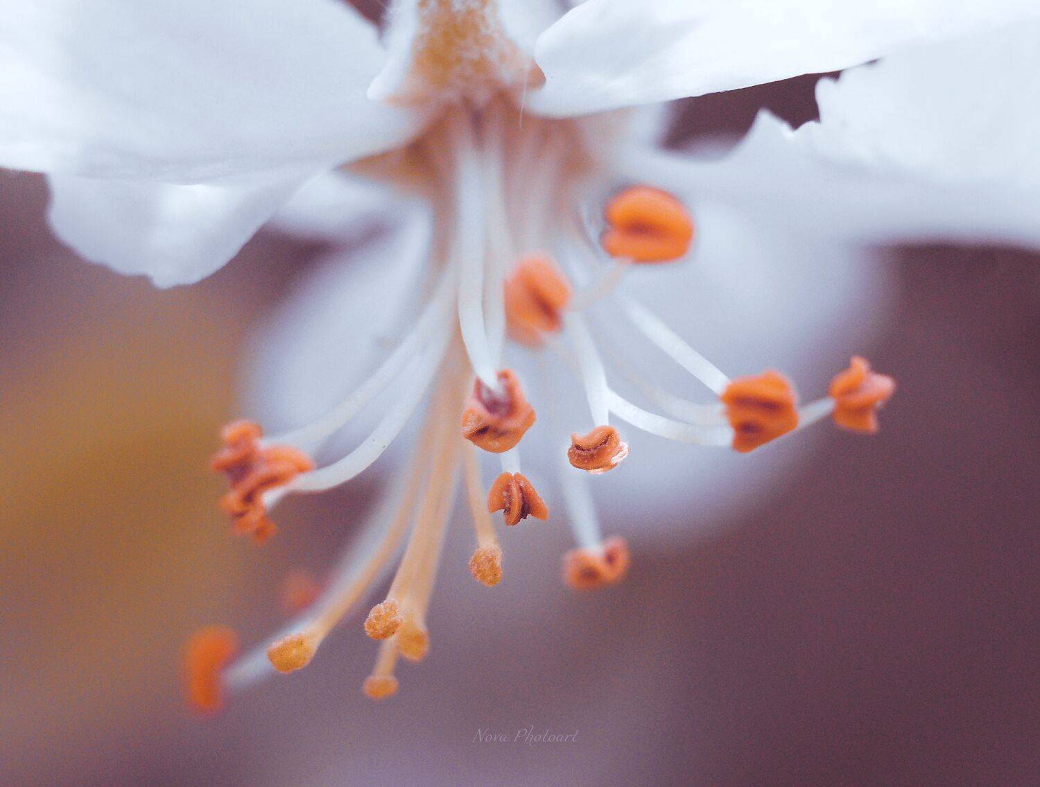 Притяжение. Автор: Svetlana Smirnova макрофотография, macro, макромир, макросъёмка, фотоприроды, nature, артфото, фотомакро, боке, мануальнаяоптика, макро, макрофото, макросъемка, цветок, пыльца, тычинка, тычинки, яблоня, Svetlana Smirnova