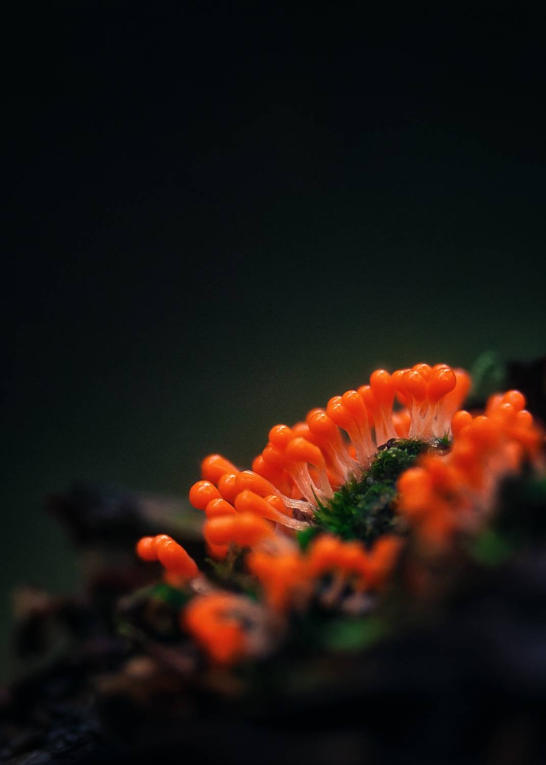 , Загруев Михаил