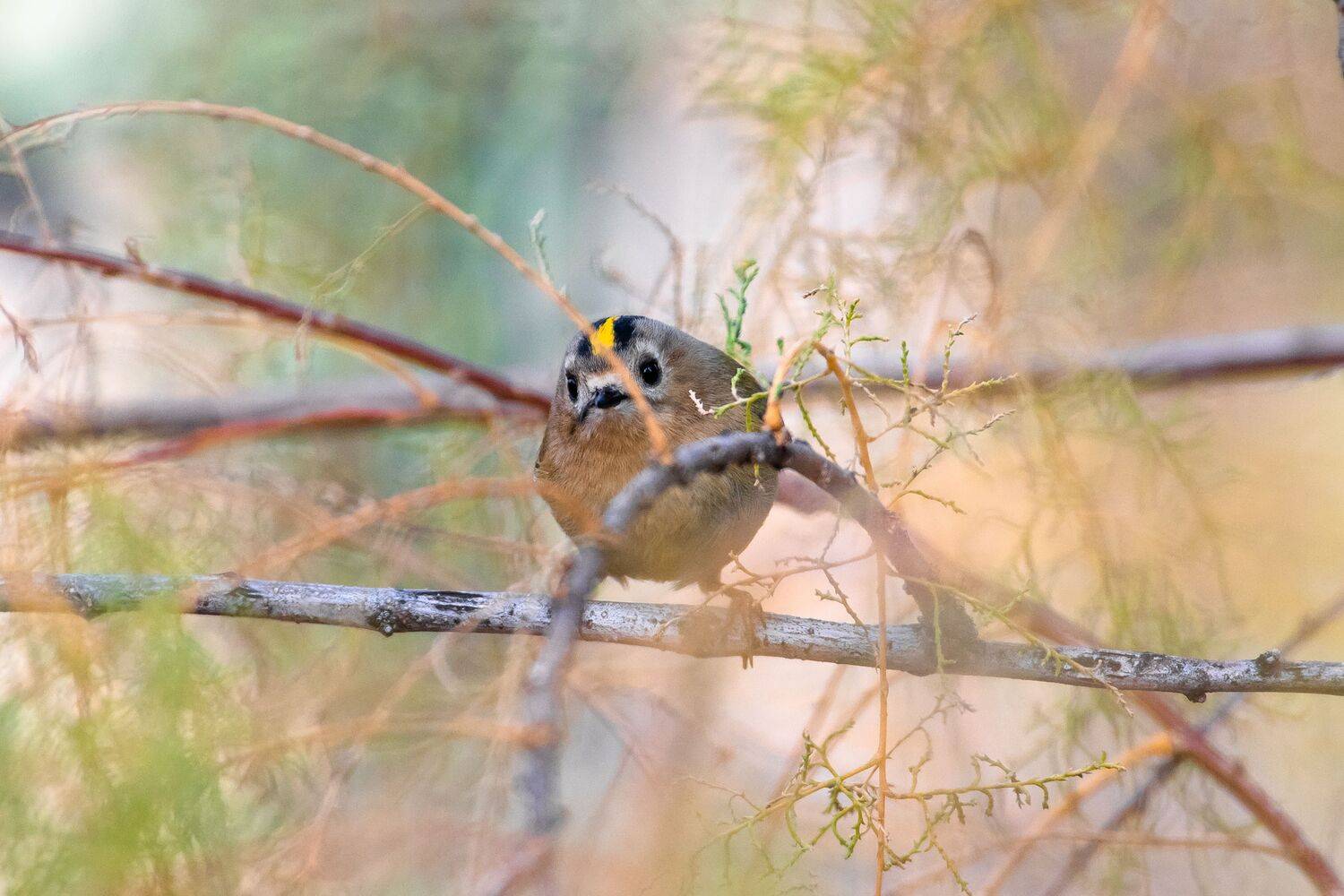 Regulus regulus. Автор: Сторчилов Павел volgogad, russia, wildlife, bird, birds, birdswatching, volgograd, russia, wildlife, Regulus regulus, , Сторчилов Павел