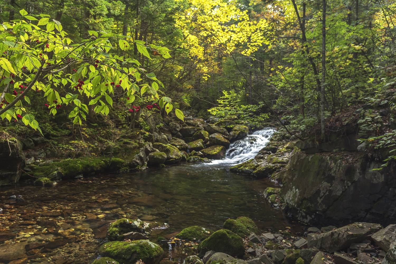 Автор: ALEKSANDR KUZNETSOV Тайга, ручей, бересклет, ALEKSANDR KUZNETSOV