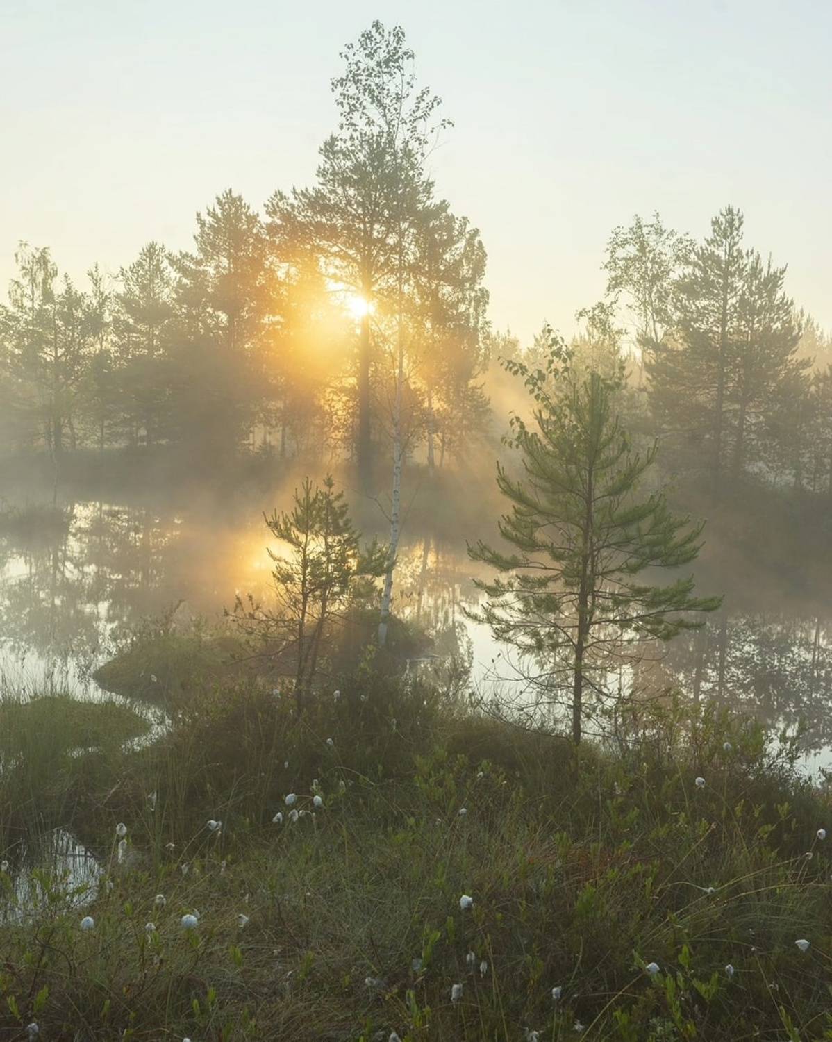 Начало лета. Автор: Петр Косых , Петр Косых