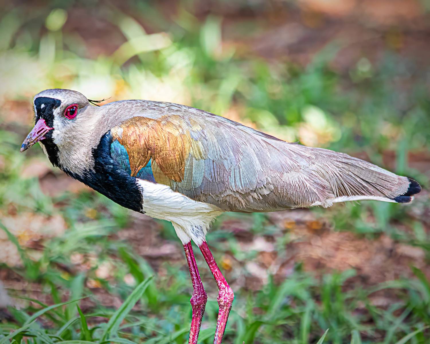 birds, aves, mata atlantica, brasil, passaros,, Joao R Cortez