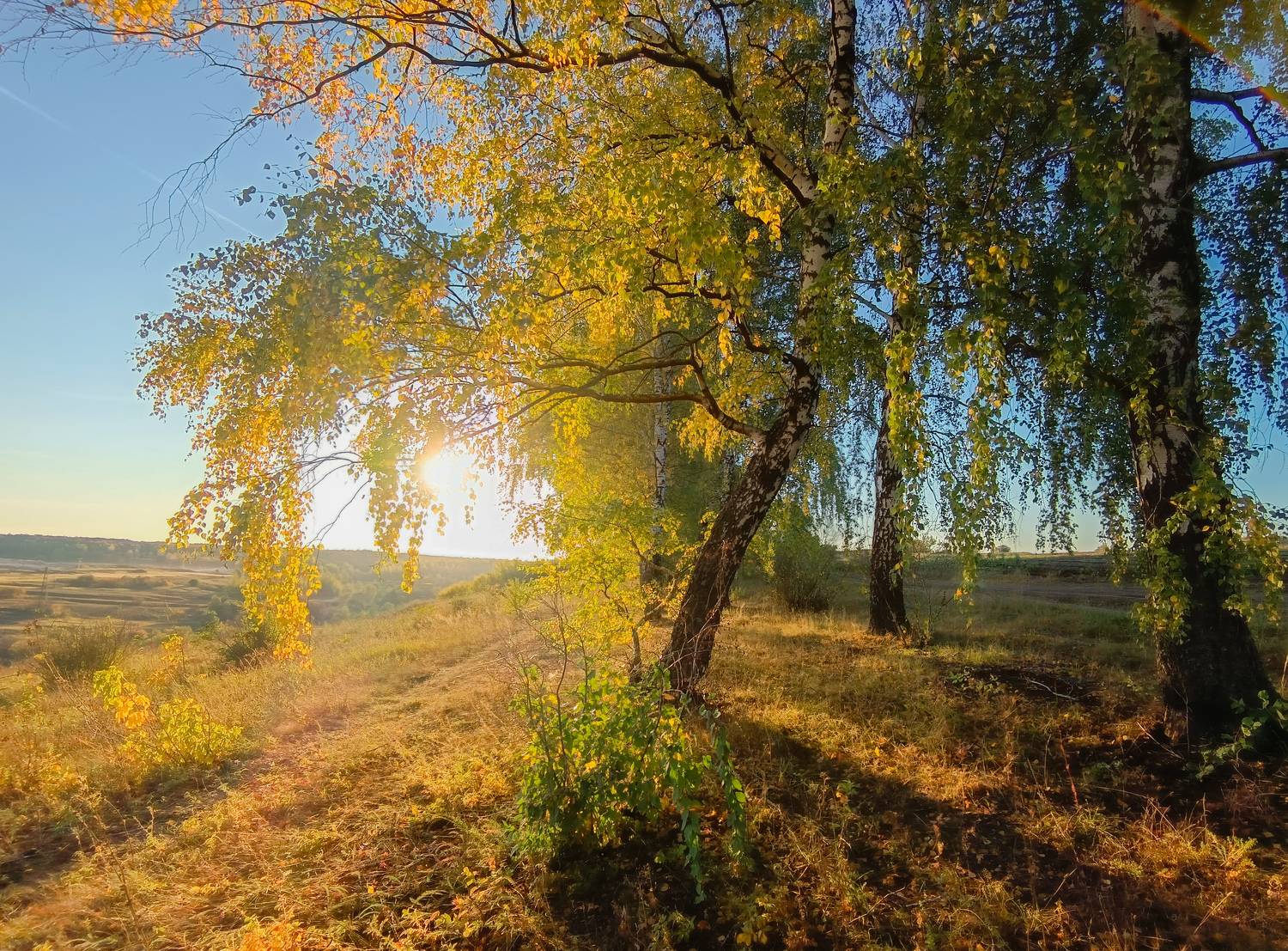 , Светлана Кондрашова