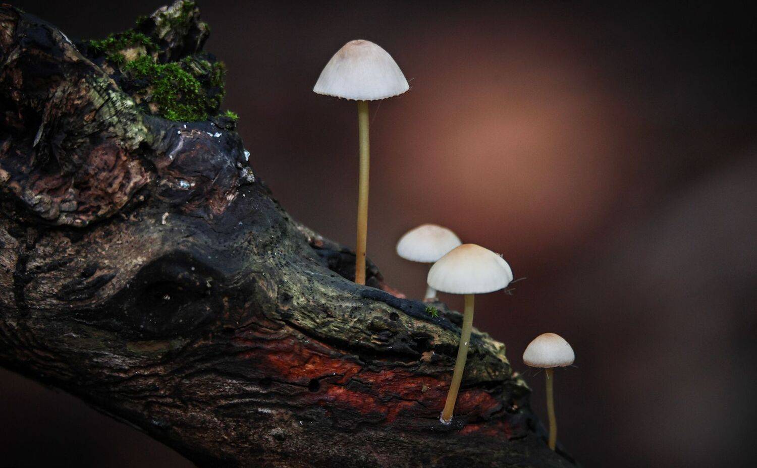 Показалось... Автор: Magov Marat поганки,грибы,, Magov Marat