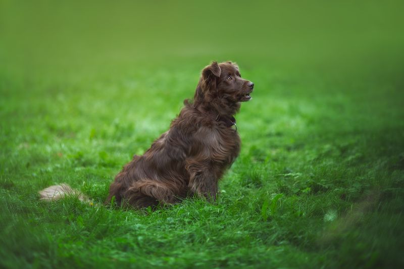 собака photo preview