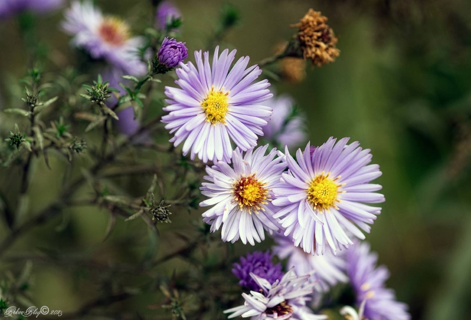 ***. Автор: Орлов Олег , Орлов Олег