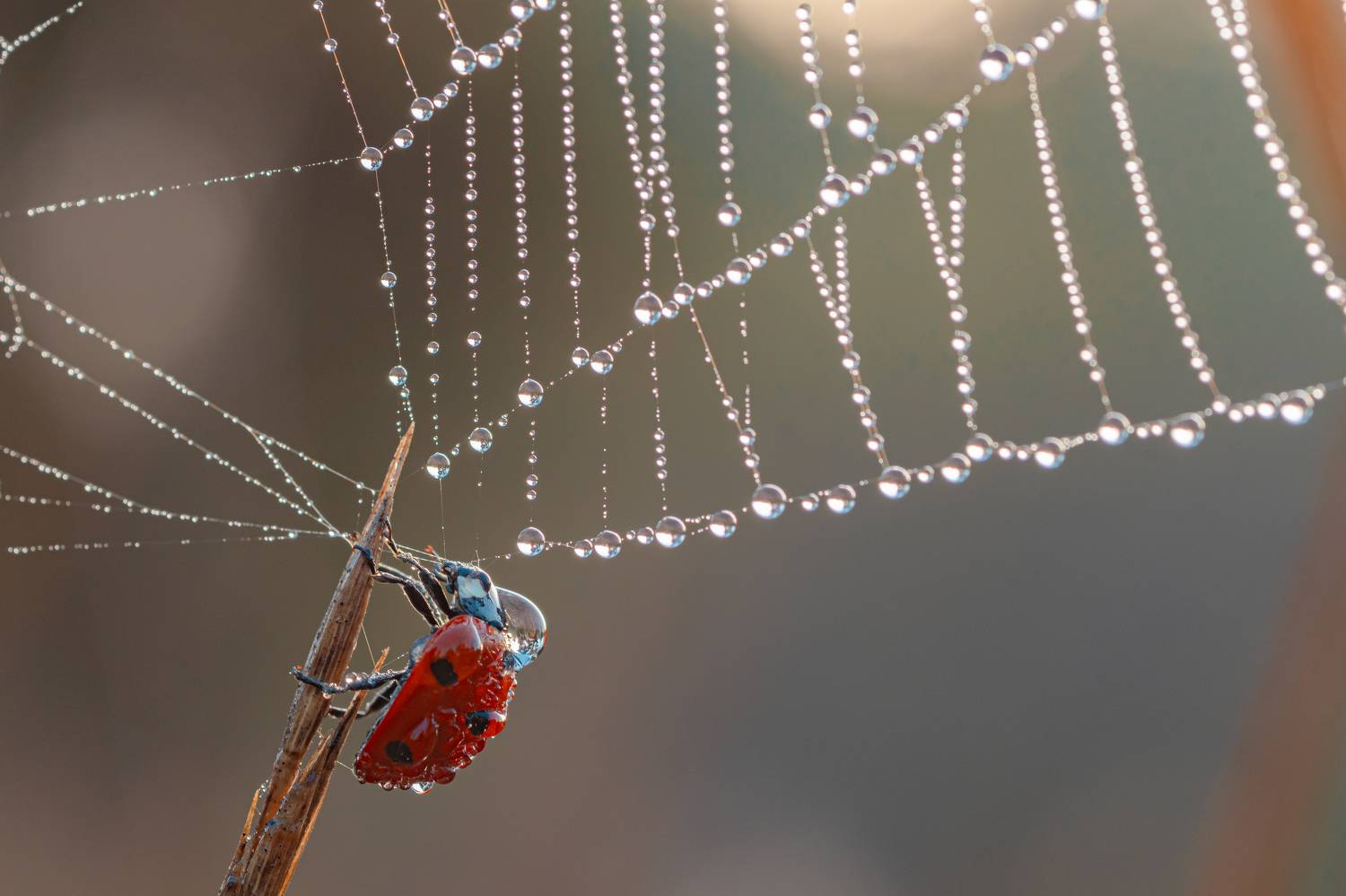 ***. Автор: Зайцев Роман , Зайцев Роман