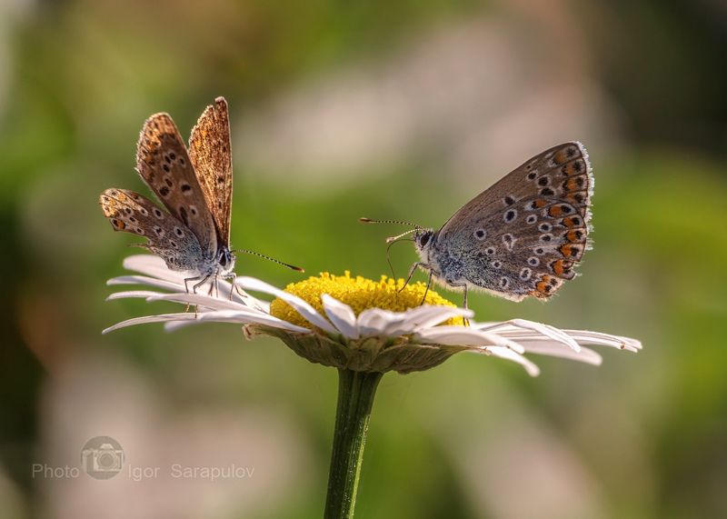 цветущий сентябрь, цветок, фотоохота, ромашка, обозрение, насекомое, маленькая бабочка, макросъёмка, двое, голубянки, бабочки, macro, lycaenidae, live for the story, Ромашка и голубянкиphoto preview