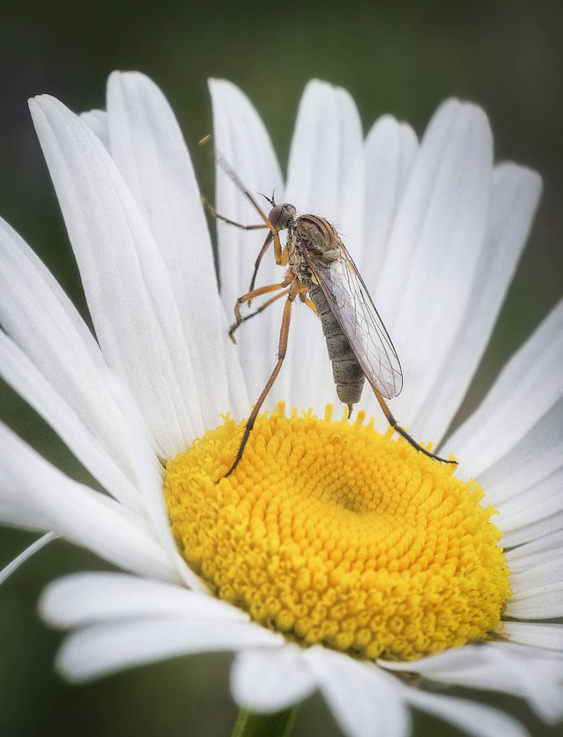 комар, ромашка, Сергей Аникин