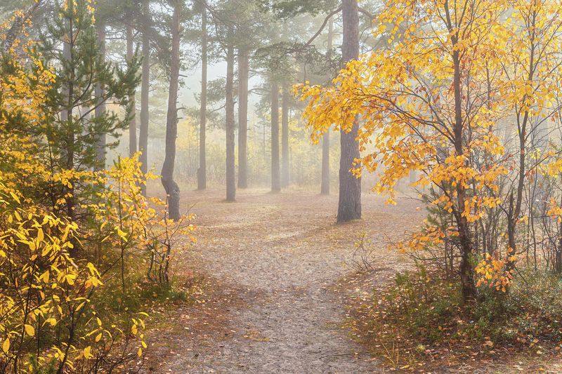 лес, деревья, тропинка, осень, туман, утро Тихое утроphoto preview
