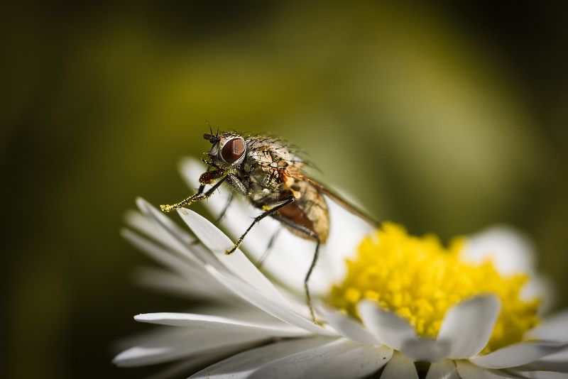 макро, муха, macro, fly, insect, насекомое, macroworld, пыльца, маргаритка, daisy, small, micro, little, close Насекомое на цветкеphoto preview
