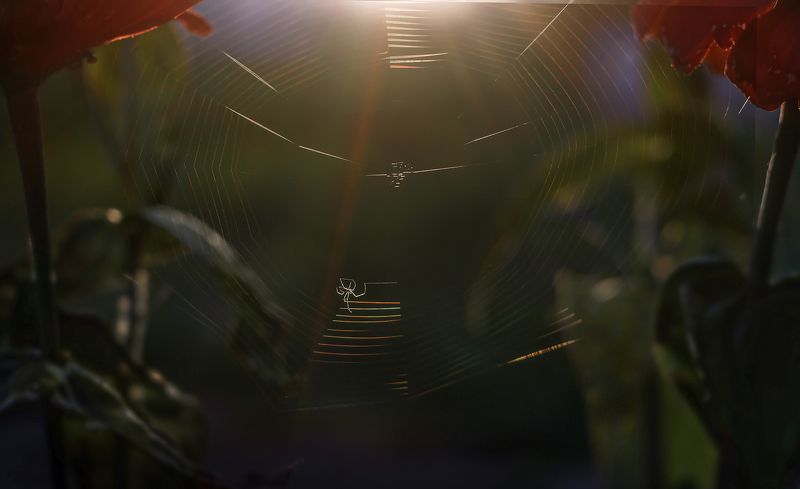 Маэстроphoto preview