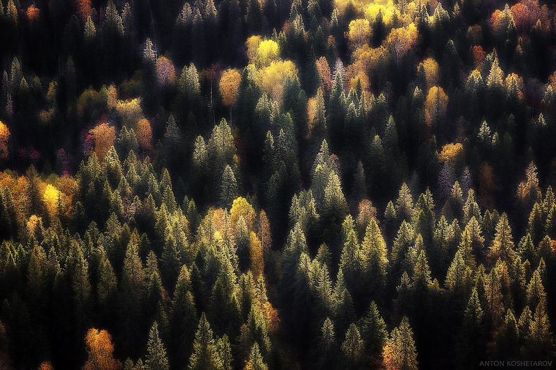 Краски осеннего леса.photo preview