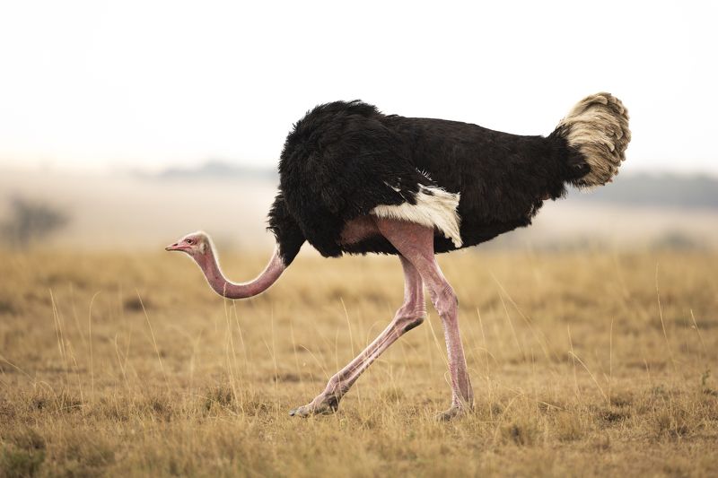 birds, ostrich, kenya, wild, wildlife Ostrich flexingphoto preview