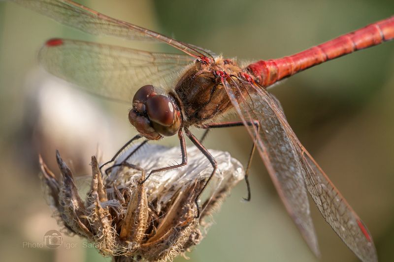 фотоохота, стрекоза кровяная, стрекоза кроваво-красная, стрекоза,  сжатобрюх кроваво-красный, осень,  насекомое, макросъёмка, крылья, красный,  sympetrum sanguineum, sympetrum, macro, live for the story, Стрекоза кроваво-краснаяphoto preview