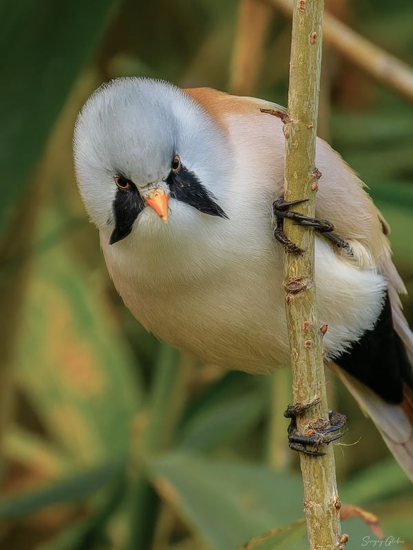 Усатая синицаphoto preview