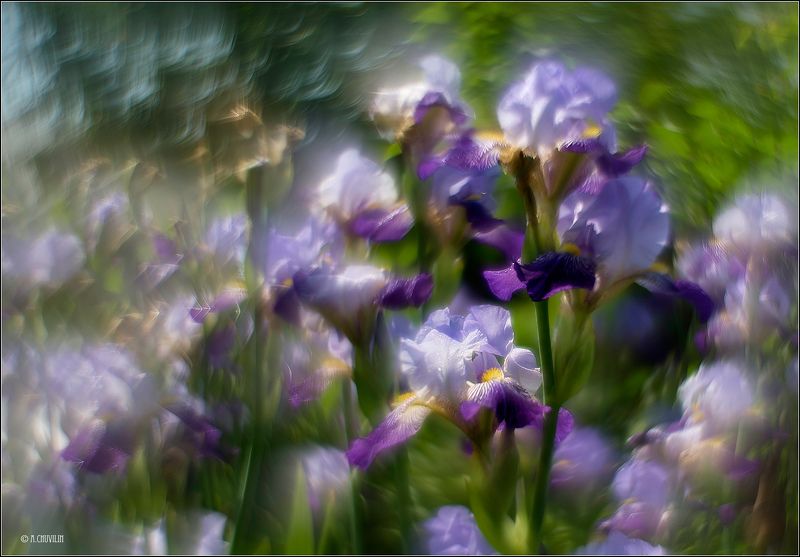 ирисы,вальс,цветы Ирисы.Вальсphoto preview