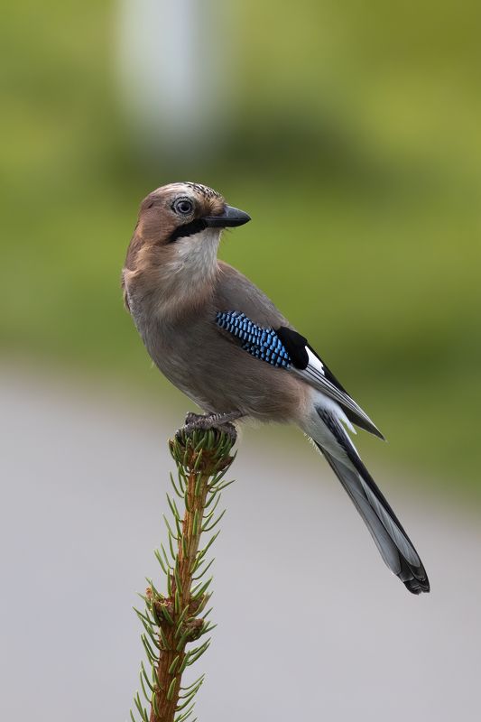 Сойка Высоко сижу, далеко гляжуphoto preview