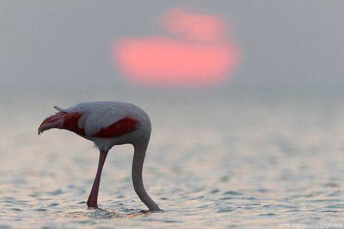 Greater flamingos