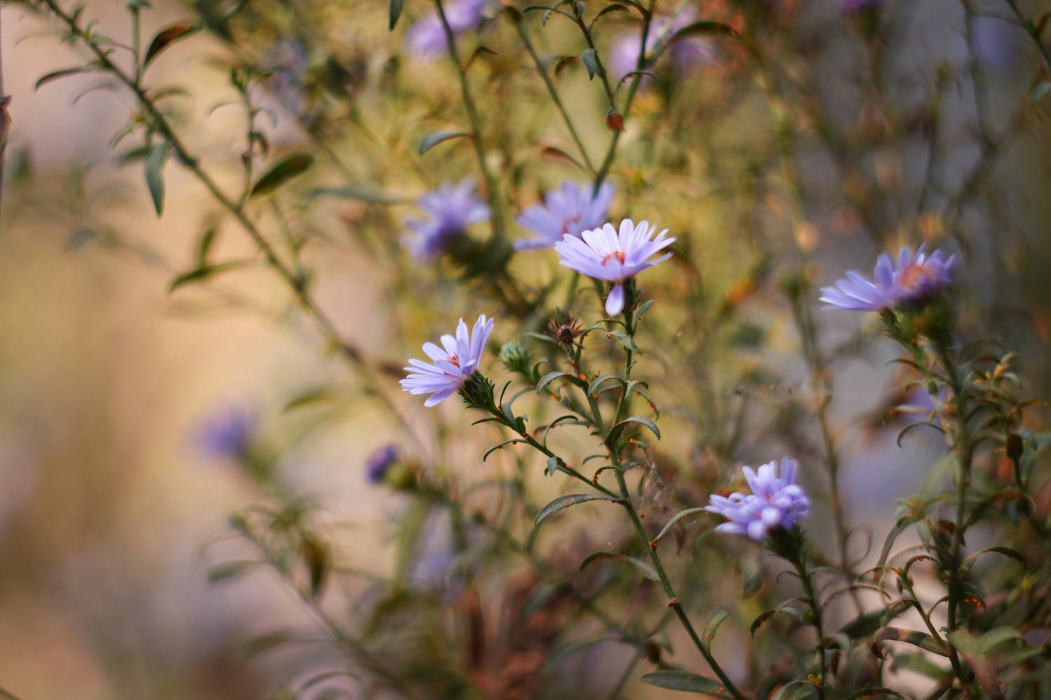 Осень во дворе. Автор: Вадим Коваленко , Вадим Коваленко