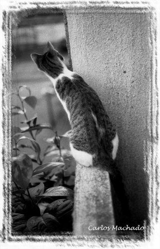 Sneaking