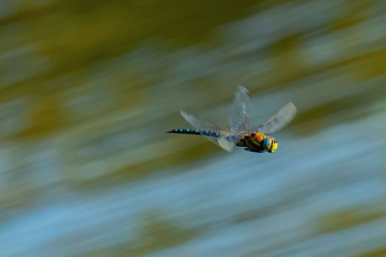 стрекоза, дозорщик - император,. Автор: Николай Бологов стрекоза, дозорщик, Николай Бологов