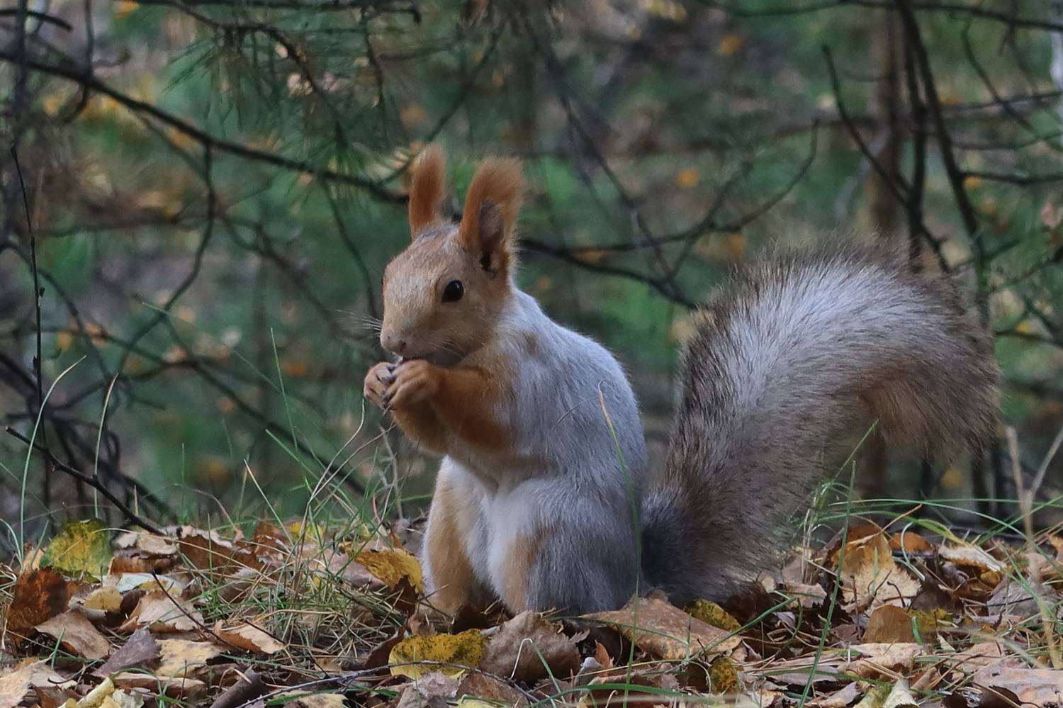 животные,зверёк,белка, Козлова Галина