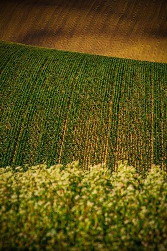  Three fields