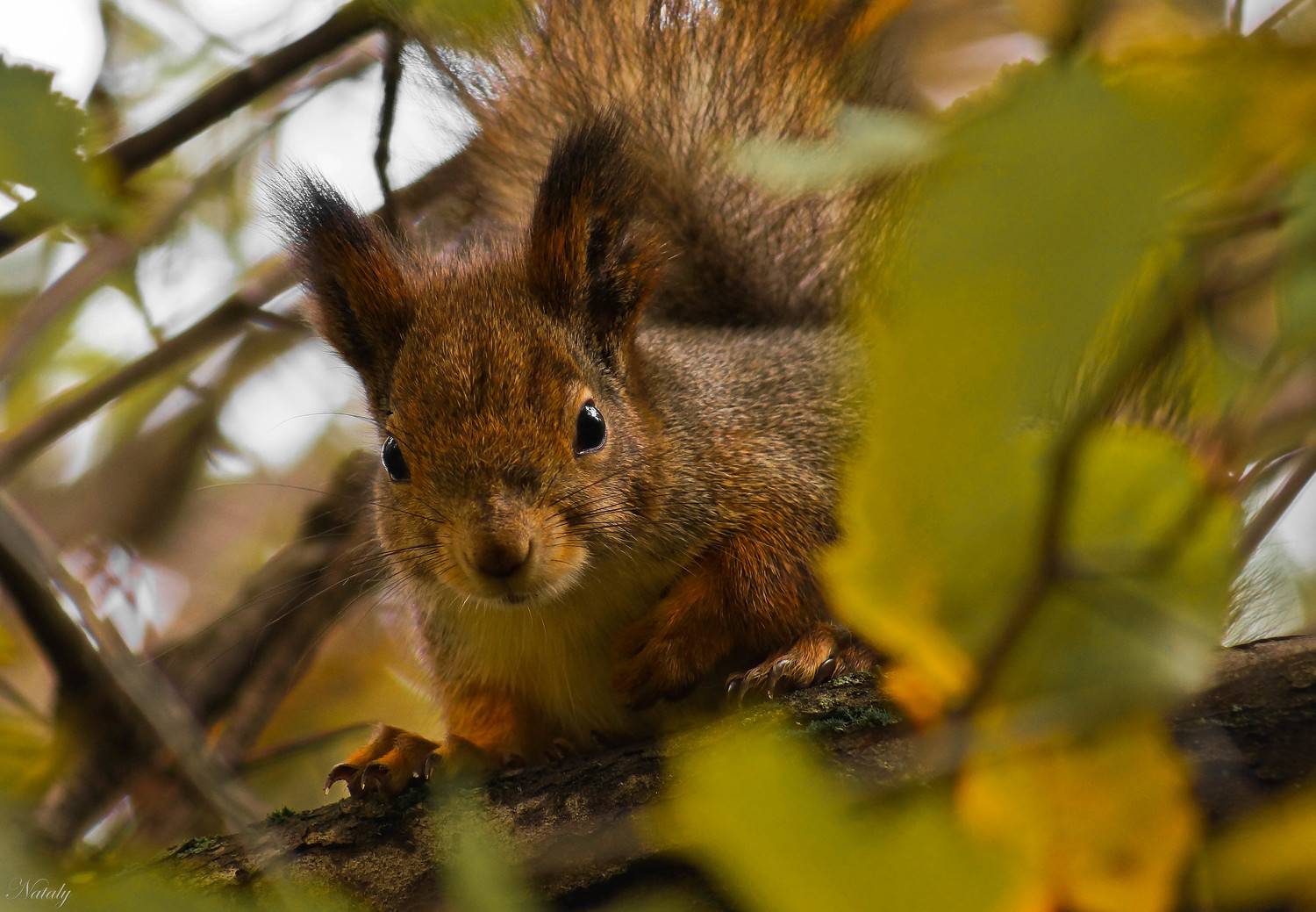 Белка - красавица. Автор: Екимова Наталья , Екимова Наталья