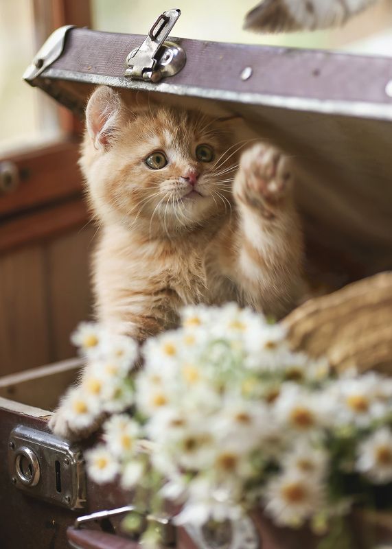 рыжий котенок, чемодан, романтик, ромашки,беларусь, ирина горюкина, лето,домашние животные Чья хвОстя?)photo preview